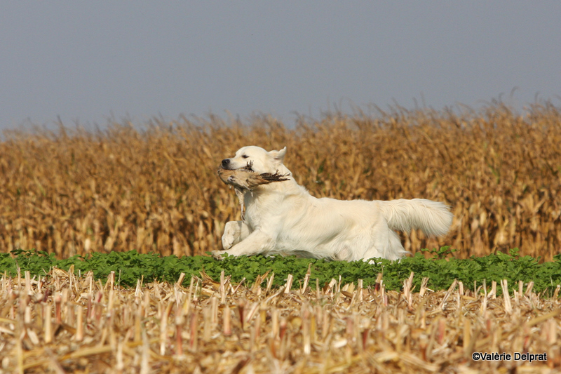 Field Erstein 09 (122).JPG